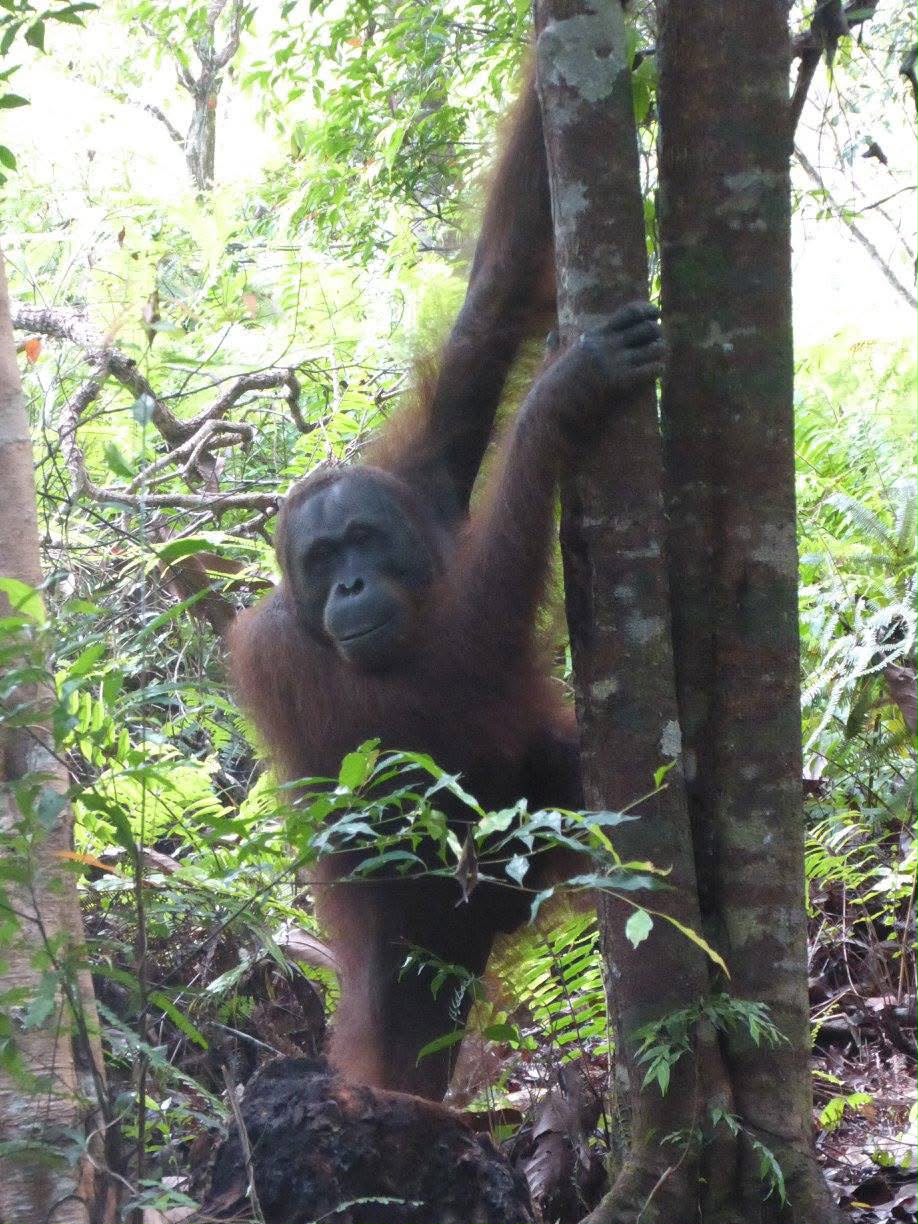 4 Days 3 Nights Orangutan & River Cruise Adventure